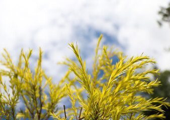 Yellow Coniferous leaves and the blue sky. Coniferous background. Blue sky yellow leaves background wallpaper