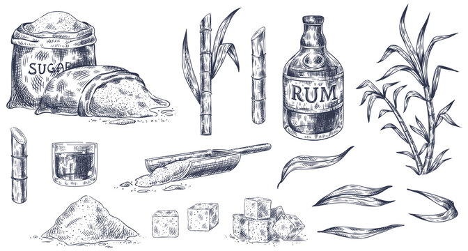 Hand drawn sugar cane. Sketch cane harvest, sugar sack and cubes, stalks sweet leaves organic plants, glass and bottle of rum vintage vector illustration. Product for alcohol drink manufacture