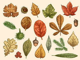Hand drawn autumn leaves. Color falling forest foliage, october oak, acorn and chestnut, maple leaf vintage etching vector rustic set. Detailed seasonal botanic elements for decoration