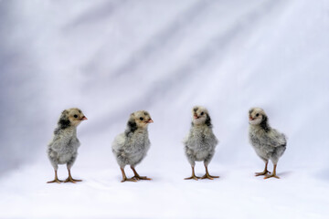 Four Appenzeller Chicken team stands on the row in front of white cloth background.