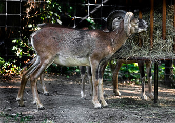 Moufflon eating hay in its enclosure. Latin name - Ovis aries orientalis
