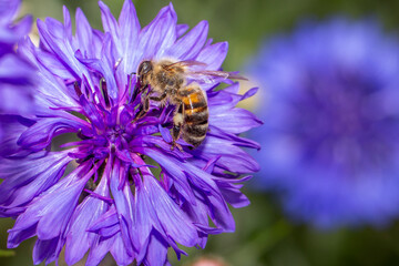 Wildblumen