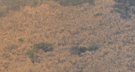 Deciduous trees showing their leaf colors on mountain.