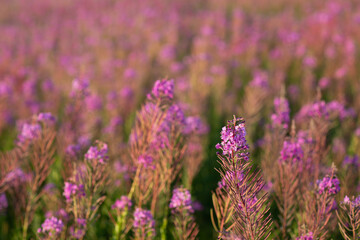 Fototapeta premium Blooming Sally field of lilac blossom flowers.