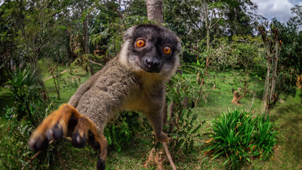 lemur
