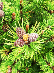 Young shoots and pine cones. Little pine cones and new spruce shoots