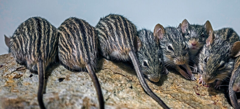 Striped grass mice on the stone. Latin name - Lemniscomys barbarus