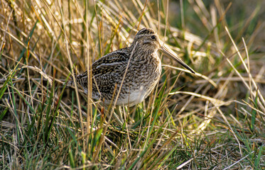 Bécassine des marais,.Gallinago gallinago, Common Snipe