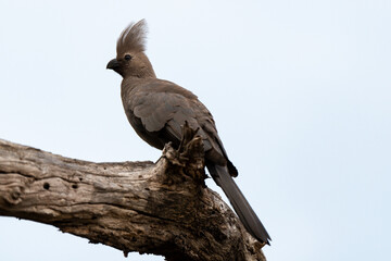Coliou rayé,.Colius striatus, Speckled Mousebird