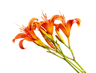 Lily flowers isolated on a white background, closeup. Buds of orange daylily flower, isolate....
