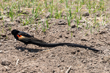 Euplecte à longue queue,.Euplectes progne, Long tailed Widowbird, Afrique du Sud