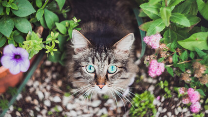 Top view of a fluffy Tabby cat sitting in a flower bed in the home garden. Walking Pets in nature in the Park