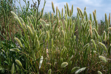 Pennisetum alopecuroïdes Japonicum, Herbe aux écouvillons , graminée