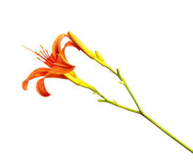 Lily flowers isolated on a white background, closeup. Buds of orange daylily flower, isolate....