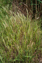 Pennisetum alopecuroïdes Japonicum, Herbe aux écouvillons , graminée