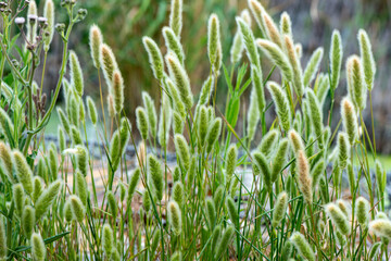 Pennisetum alopecuroïdes Japonicum, Herbe aux écouvillons , graminée