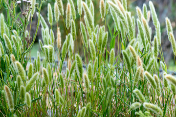Pennisetum alopecuroïdes Japonicum, Herbe aux écouvillons , graminée