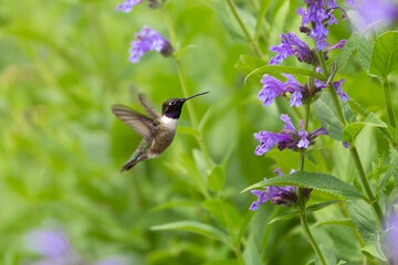 Hummingbird in the wild