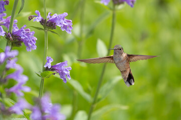 Hummingbird in the wild