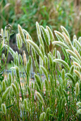 Pennisetum alopecuroïdes Japonicum, Herbe aux écouvillons , graminée