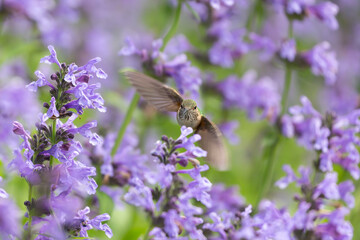 Hummingbird in the wild