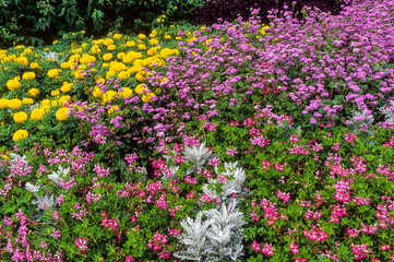 Massif de fleurs, cinerea, tagetes, geranium,