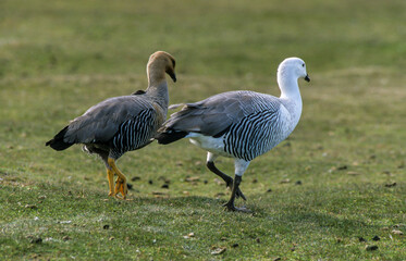 Ouette de Magellan, oie de Magellan, femelle, mâle,.Chloephaga picta, Upland Goose, Iles Falkland, Malouines