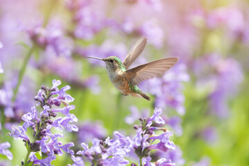 Hummingbird in the wild