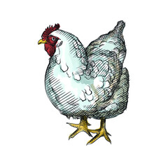 Colorful watercolor Hand-drawn sketch of roost, chicken, hen.  © alya_haciyeva