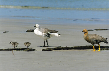 Ouette de Magellan, oie de Magellan, femelle, mâle,.Chloephaga picta, Upland Goose, Iles Falkland,...