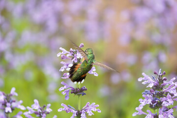 Hummingbird in the wild