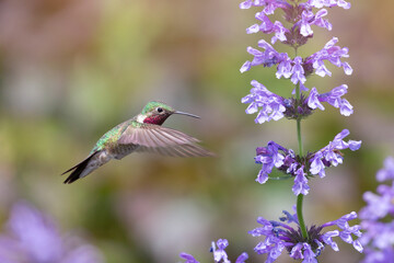 Hummingbird in the wild