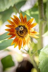 Sunflower and bee 5 