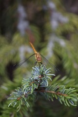 female Ruddy Darter