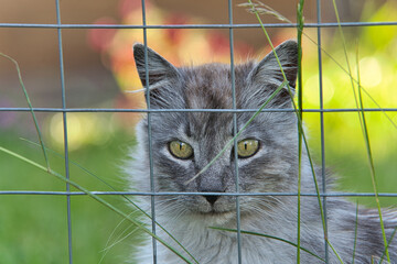 Graue türkische Angora Katze mit grünen Augen im katzensicheren Garten