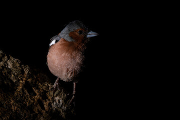 Pinzon Vulgar, bullfinch, on a rock, wildlife in Alava