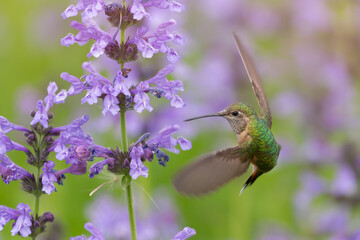 Hummingbird in the wild