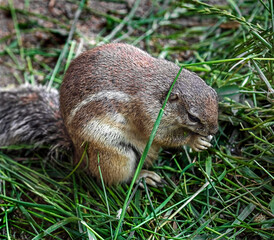 African ground squirrel. Latin name - Xerus inaurus