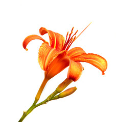 Lily flowers isolated on a white background, closeup. Buds of orange daylily flower, isolate....
