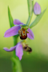 Wild orchid in a garden in Alava