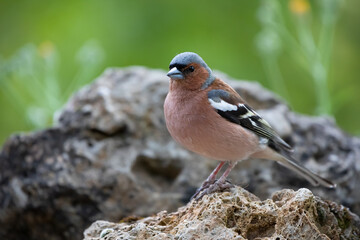 Pinzon Vulgar, bullfinch, on a rock, wildlife in Alava