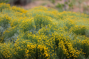 Obraz premium Yellow field