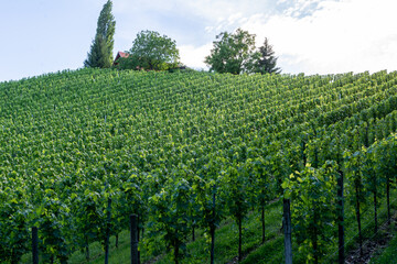 Fototapeta na wymiar Sunny vineyard in South Styria in Austria