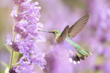 Fototapeta na wymiar Hummingbird in the wild