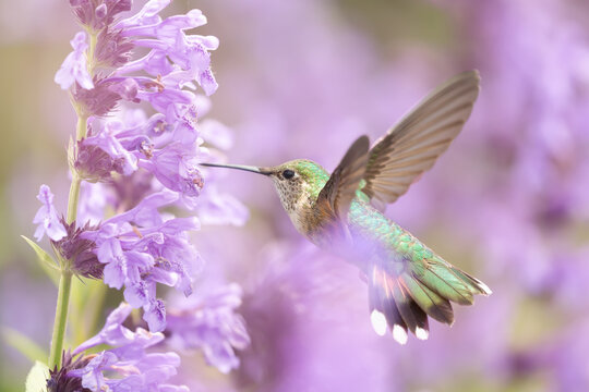 Hummingbird in the wild