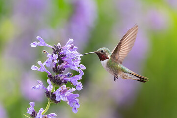 Fototapeta na wymiar Hummingbird in the wild
