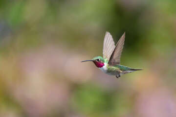 Hummingbird in the wild