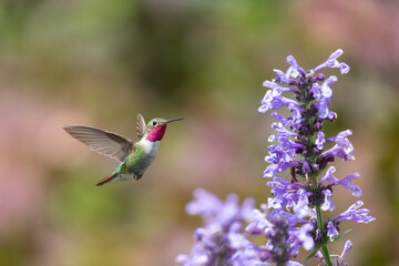 Hummingbird in the wild