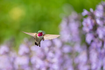 Hummingbird in the wild