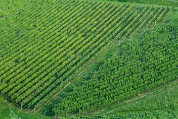 Aerial of Vineyard fields in South Styria, Austria